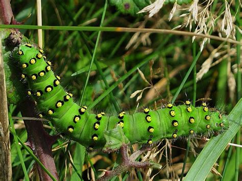 Caterpillar Life Cycle Wildlife Insight