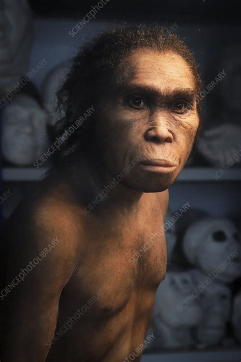 Homo Naledi Model Stock Image C0478512 Science Photo Library