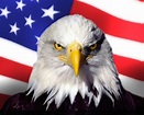 The Eagle: Things You Might Not Know About the Symbol of America | HubPages