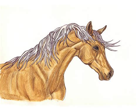 Pencil Portrait Drawing Of Horse Head Illustrations Royalty Free