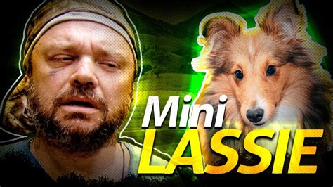 Pastor De Shetland Uma Mini Lassie Richard Rasmussen Youtube