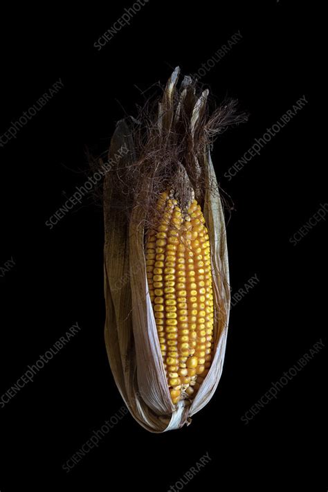 Maize Zea Mays Cob Stock Image C0509994 Science Photo Library