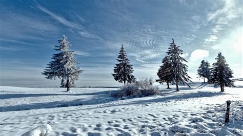 Download Wallpaper 1366x768 Trees Winter Snow Tablet Laptop Hd