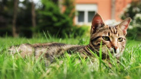 Patty khuly has tips to tell what's happening when your cat throws up. Why Do Cats Eat Grass? 3 Potential Reasons | Purina