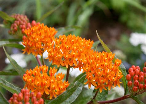 Milkweed is the single most important source of food for the threatened monarch butterfly, and planting a patch or two in your landscape is an important contribution to the continued existence of the species. Plant Asclepias for Monarch butterflies | Mississippi ...