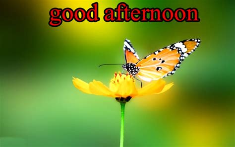 What's the dutch translation of good afternoon? Good Afternoon Images | Good Afternoon