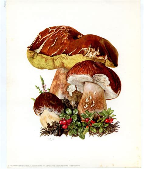 Boletes Botanical Drawings Vintage Botanical Prints Stuffed Mushrooms