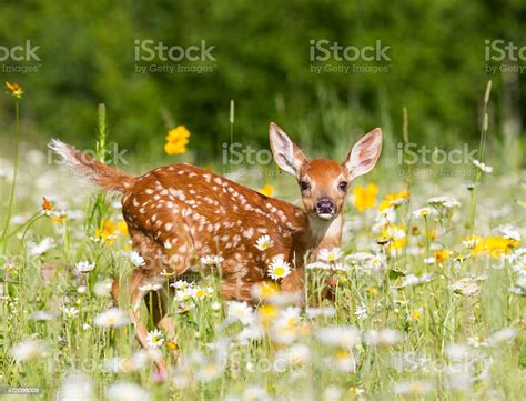 Deer Fawn Stock Photo Download Image Now Istock