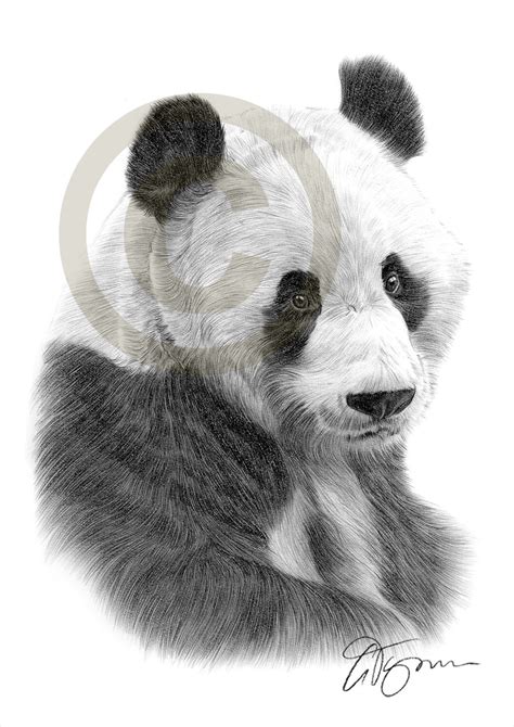 Giant Panda Pencil Drawing Print Animal Art Artwork Signed Etsy