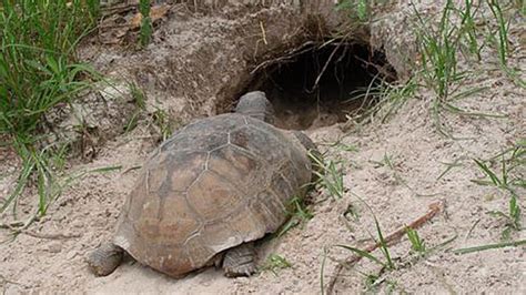 Photos Floridas First Gopher Tortoise Day Wftv