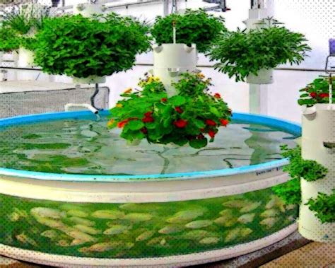 Aquaponic System With Blue Tilapia And Hanging Plants The Lab My Xxx Hot Girl