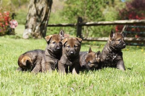 German shepherd puppies looking for their forever homes. Professional German Shepherd Directory: New York Canine ...