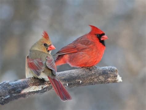 Do Cardinals Mate For Life Birdfact