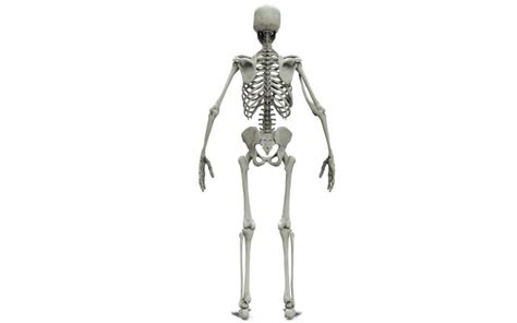 Human Skeleton 3d Model In Anatomy 3dexport