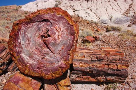 Colorful Million Year Old Fossils Are Just One Highlight Of This