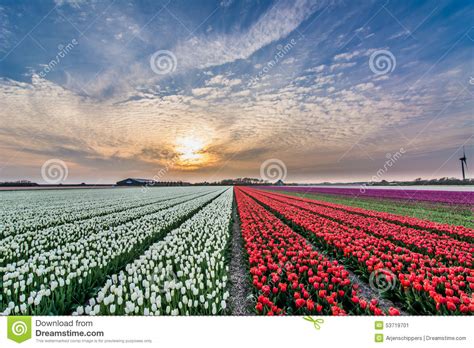Field Of Tulips With Cloudy Sky In Hdr Stock Image Image Of Petal