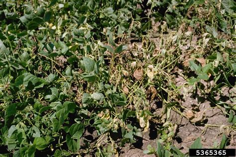 Fusarium Wilt Fusarium Oxysporum Fsp Phaseoli On Common Bean