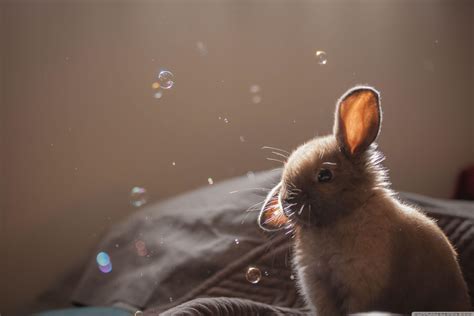 Easter Bunny Face Wallpapers Wallpaper Cave