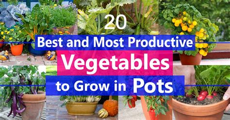 These houseplants basically take care of themselves. Best Vegetables to Grow in Pots | Most Productive ...