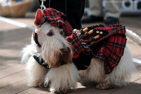 White Scottish Terrier Dog Wearing Kilt And Bagpipes Scottie Scottish