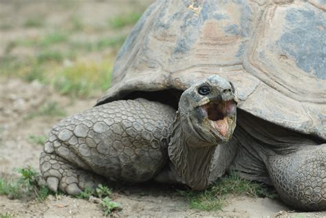 Angry Tortoise Flickr Photo Sharing