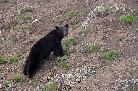 Black Bear By Hurricane Road Between Port Angeles And