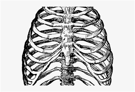 Human Clipart Ribcage Heart In Rib Cage Drawing Transparent Png