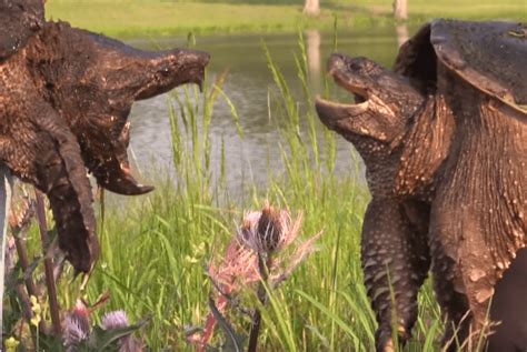 Alligator Snapping Turtle Diet