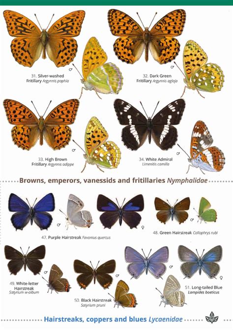 British Butterfly Identification Guide Fsc Butterfly Field Guide