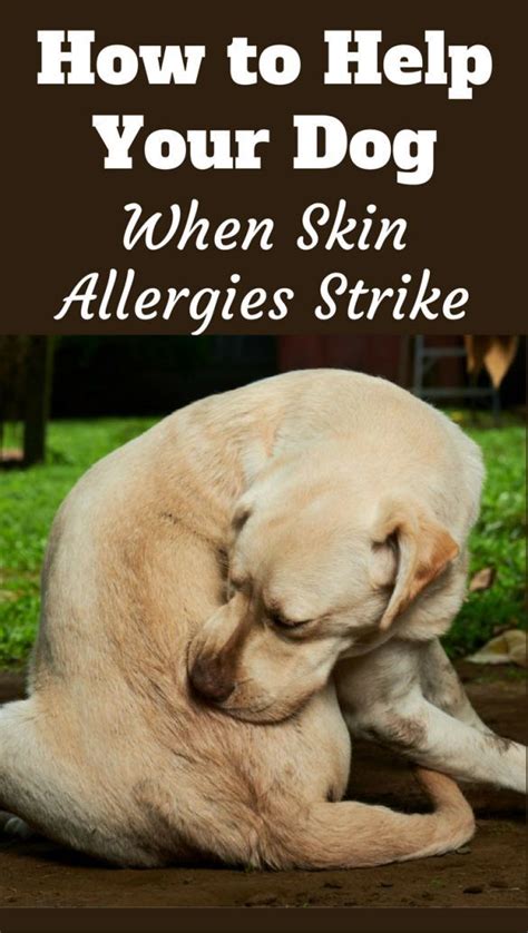 Allergies In Dogs Can Lead To Excessive Itching And Scratching