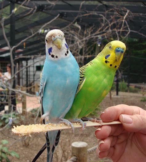 Are Budgies Parakeets