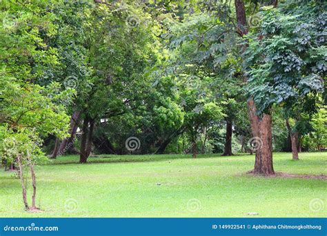 Fresh Air In Parkgreen Area Create A Good Environment In The City