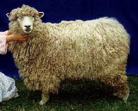 Rare And Endangered Sheep Breeds Owlcation