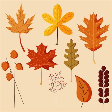 Premium Vector Autumn Leaves Set Of Isolated Vector Elements