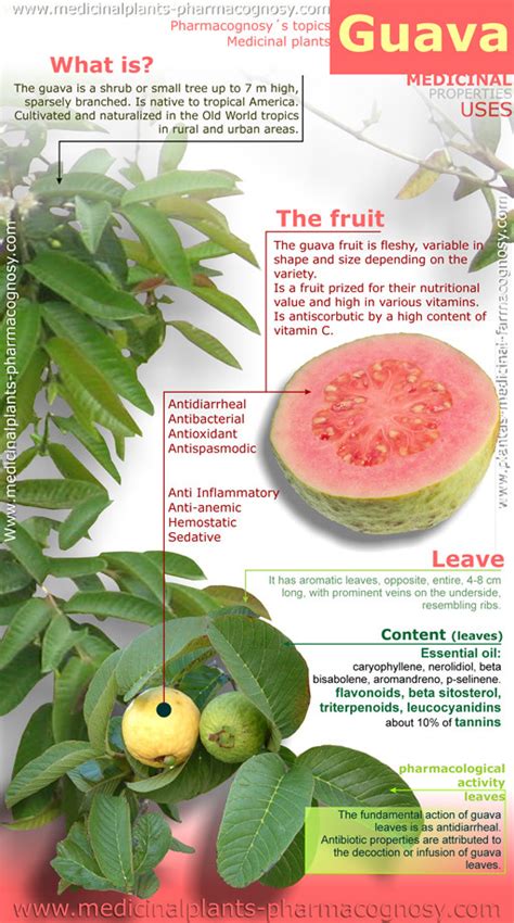 Most people know what the guava fruit can do to our health. Guava benefits. Infography - Pharmacognosy - Medicinal Plants