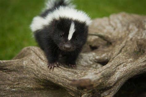 Cutest Baby Animals Of All Time