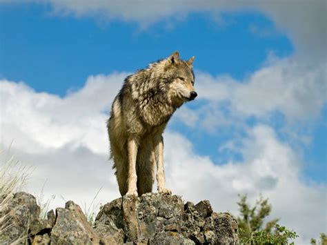 Timeline Wolves In Danger Earthjustice