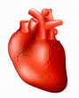 Heart Images Hd Biology - Webmd's heart anatomy page provides a ...