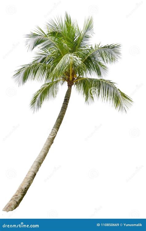 Coconut Palm Tree Isolated On White Background Stock Image Image Of