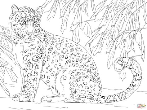 Leopard Coloring Pages at GetColorings.com | Free printable colorings