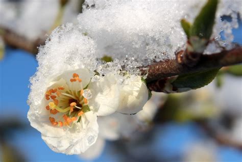 무료 이미지 자연 분기 눈 감기 겨울 사진술 꽃잎 서리 봄 생기게 하다 식물학 플로라 시즌 닫다