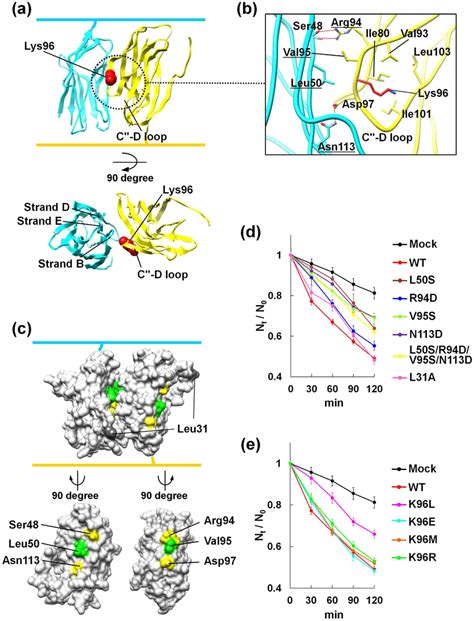 Cell Aggregation Assay Of The Cho Cells Stably Expressing The Wt And