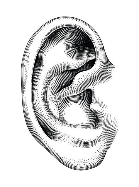 An Ear In The Shape Of A Human Head Vintage Engraved Engraving Or Woodcut