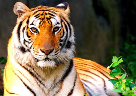 Тигр Описание ареал питание подвиды враги фото и видео Виды