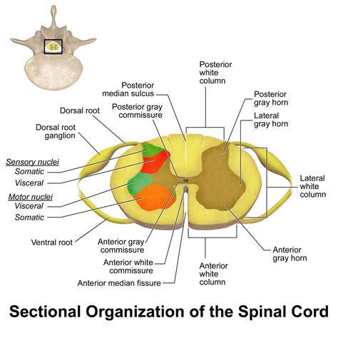 Spinal Cord Summary Neuroanatomy Geeky Medics