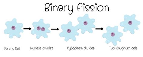 Materials required permanent slides showing binary fission in amoeba and budding in yeast, charts of binary fission and budding and a compound microscope. Binary Fission, Reproduction & Energy Production In ...