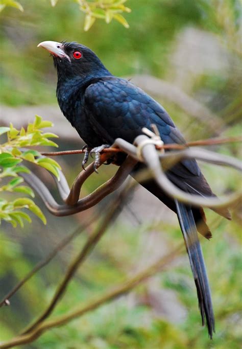 Burung Pemakan Buah-buahan Yang Mudah Dipelihara - Birds trap