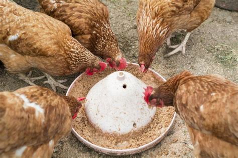 feeding chickens from chicks to laying hens for backgarden keepers