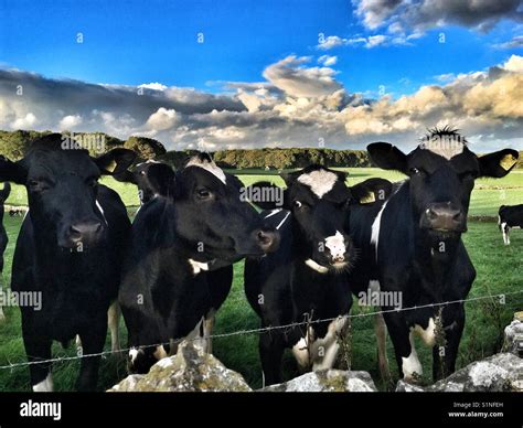 Four Cows Hi Res Stock Photography And Images Alamy