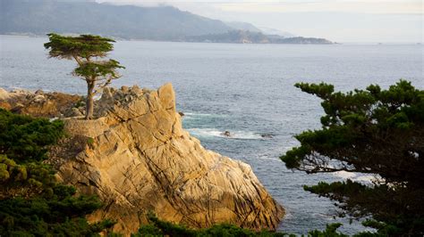 Lone Cypress Pine Us Cabins Stayz